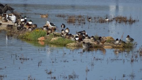 wetlands Ànneres de sAlbufera de Mallorca