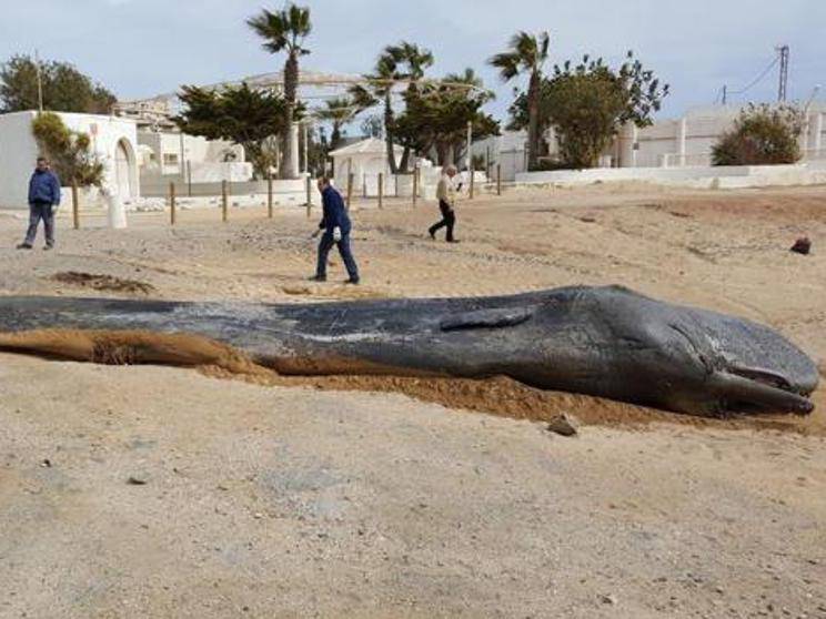 sperm whale beach