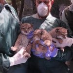 lynx puppies