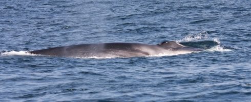 Fin Whales