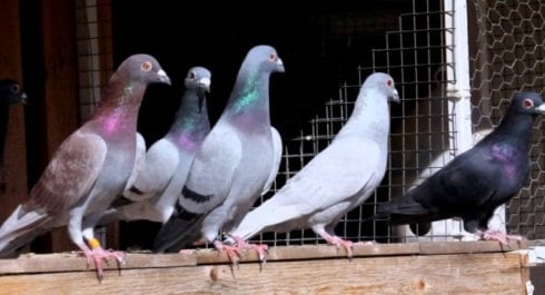 pigeons