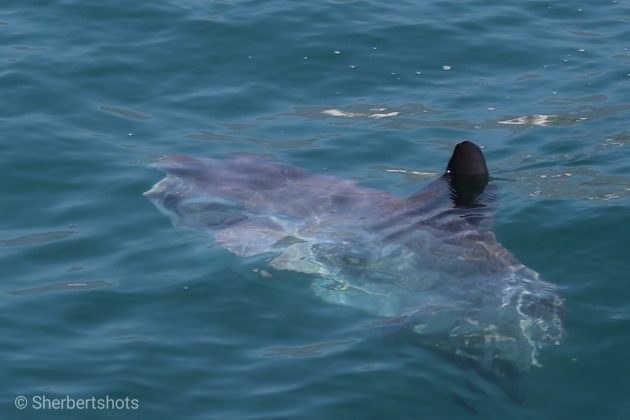 PICTURED: 'Shark' spotted near swimmers on Spain's Costa del Sol ...