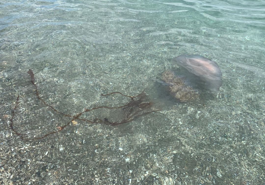 Jellyfish alert on several beaches of Costa del Sol, particularly Spain’s Estepona