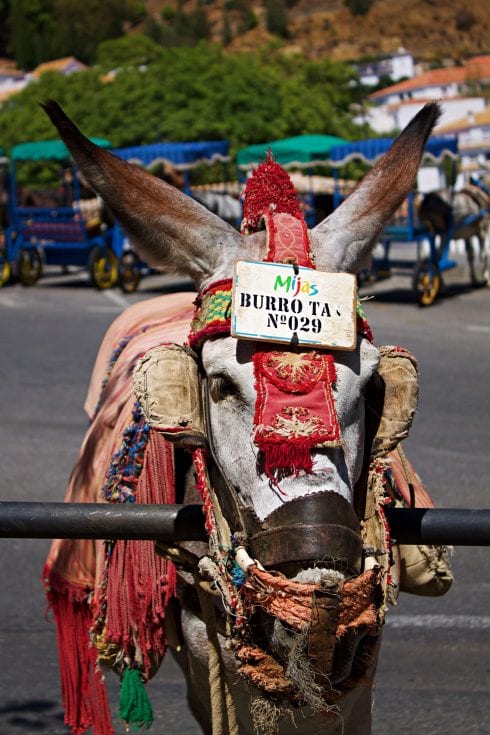 Donkey taxis owners in Spain’s Mijas under fire by animal rights party for ‘chronic mistreatment’ of the animals