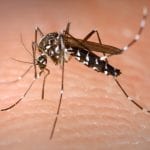 West Nile virus claims its fourth and fifth victims in Spain’s Andalucia this summer after two more deaths are recorded in Sevilla province