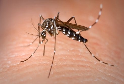 Tiger mosquitoes carrying deadly diseases are enjoying Spain's mild winter