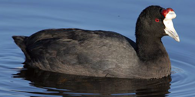 Red Knobbed_coot