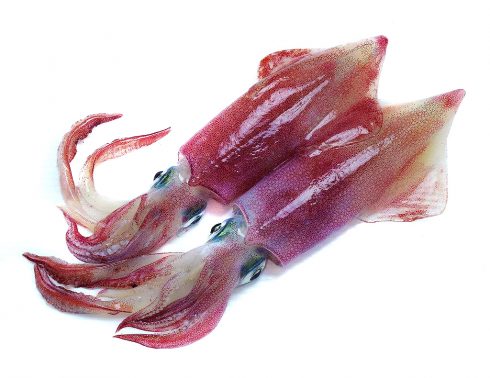 Loligo Squid