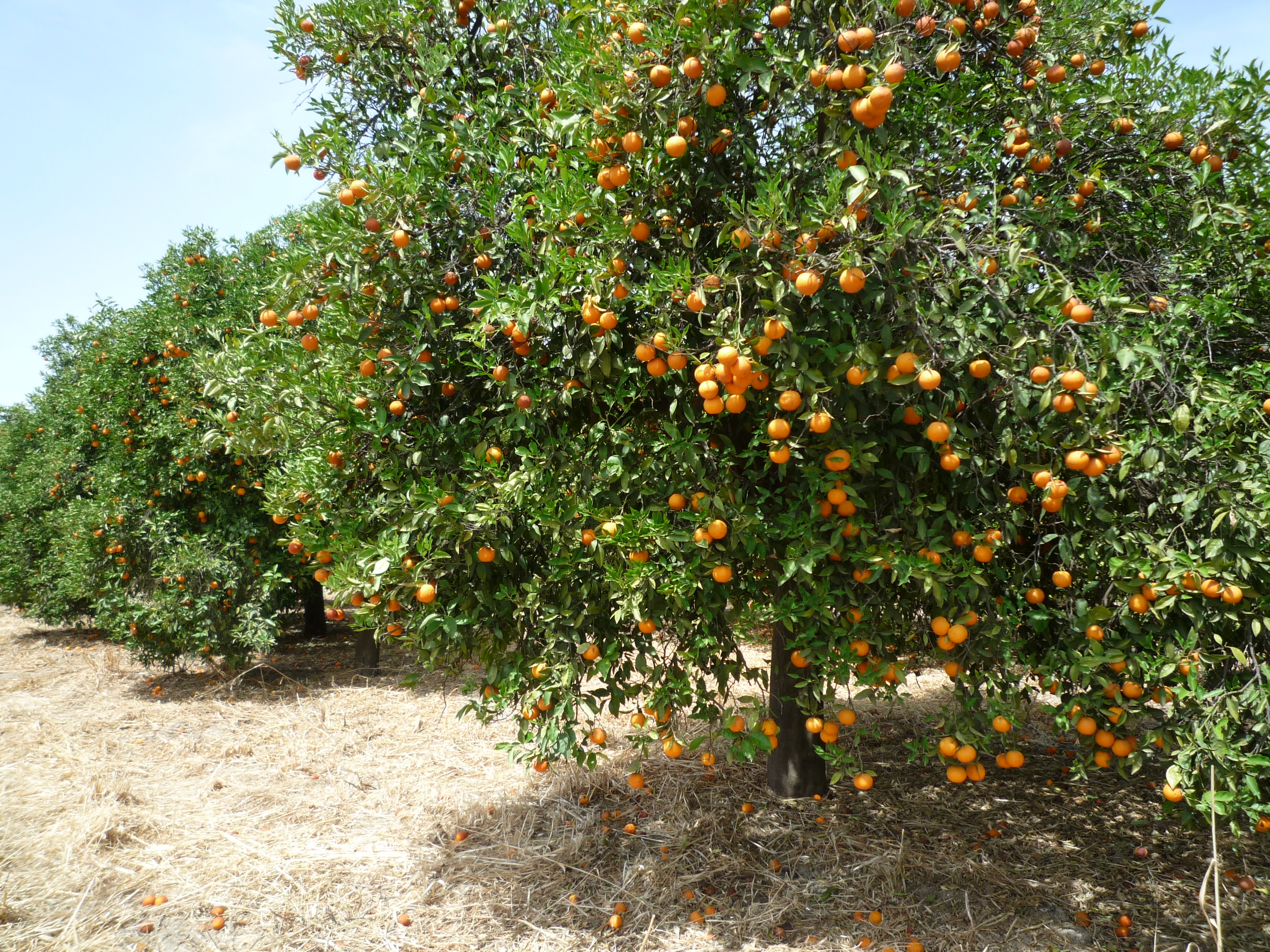 Oranges Cordoba