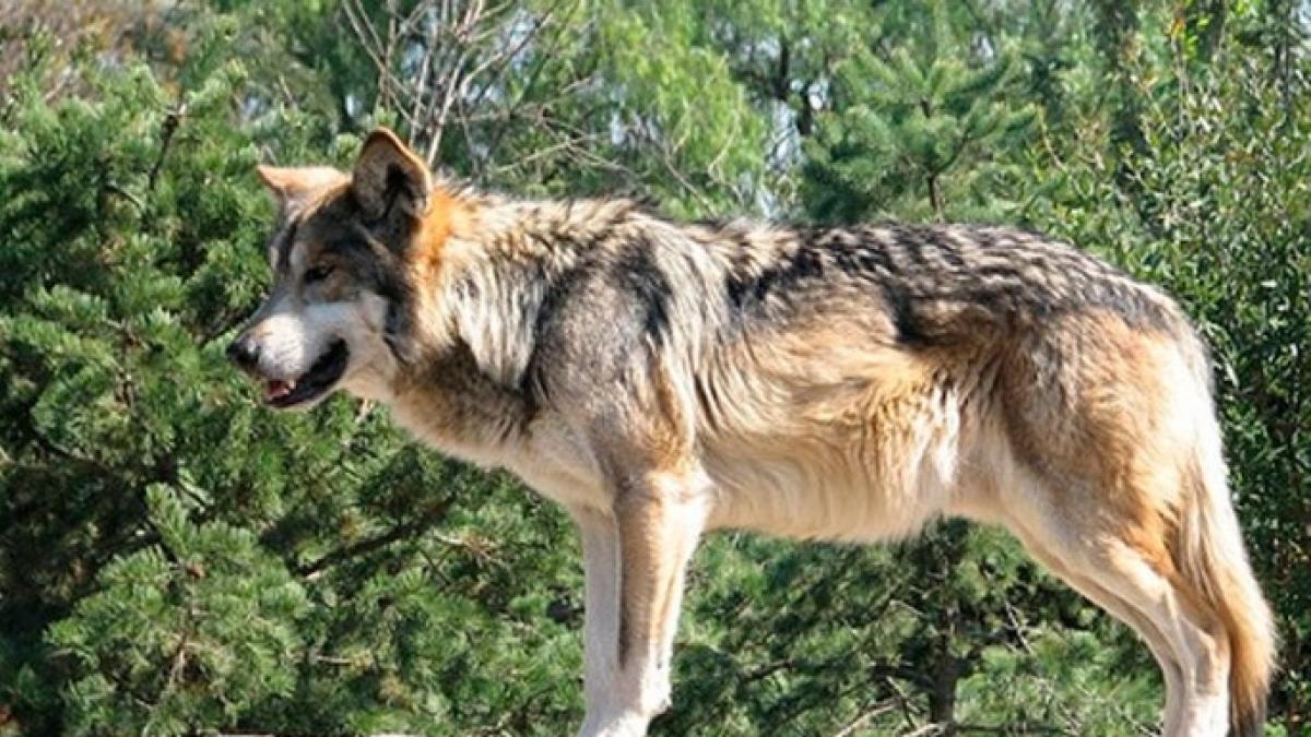 Authorities sanction hunt for lone wolf terrorising livestock in Spain ...