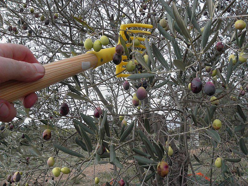 800px Harvesting_of_olives_salonenque_with_comb