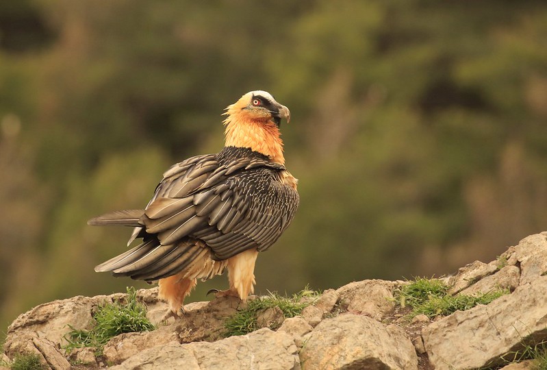 Adult Bearded Vulture 2