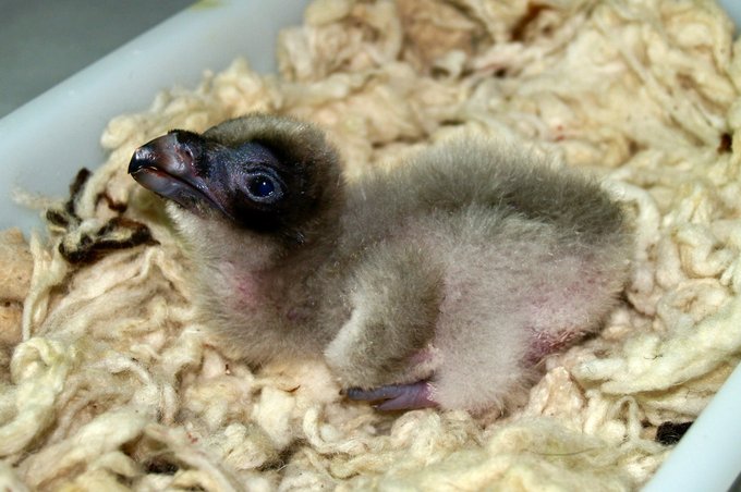 Baby Bearded Vulture