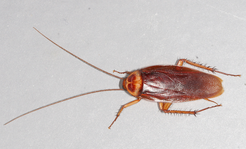 800px American Cockroach_mirror