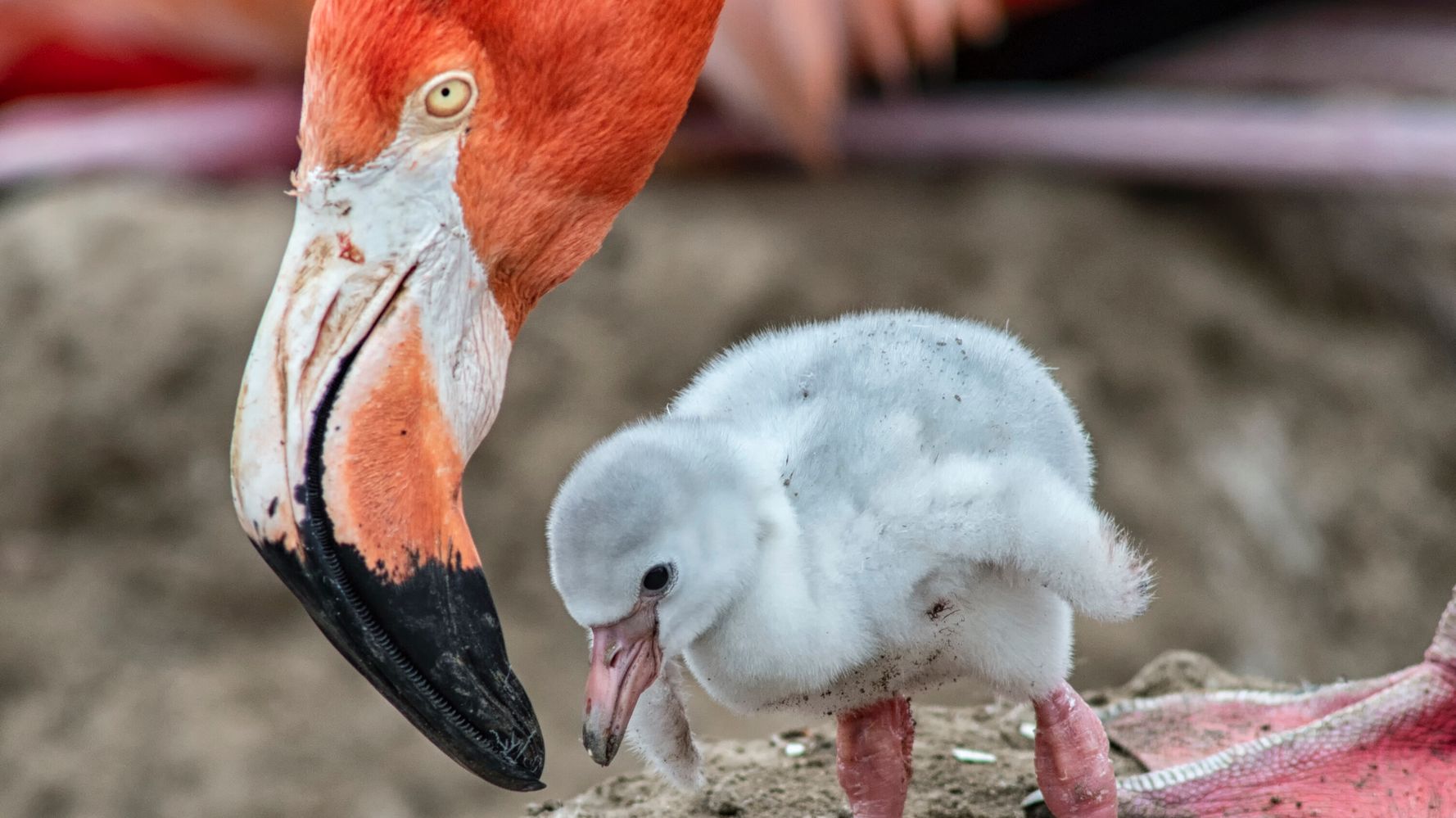 flamingo nest