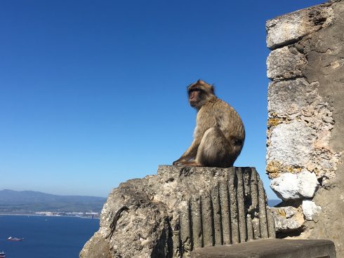 Gibraltar Monkey