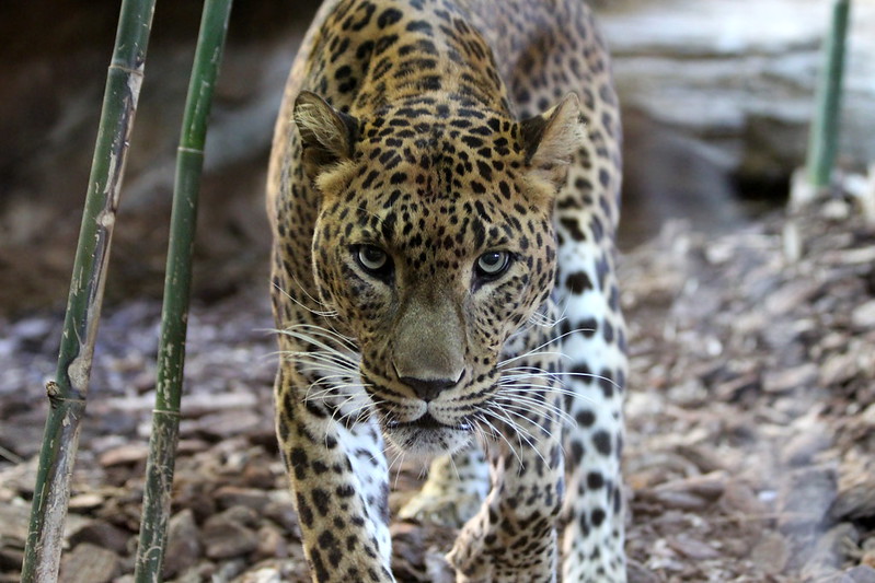 Jaguar Bioparc