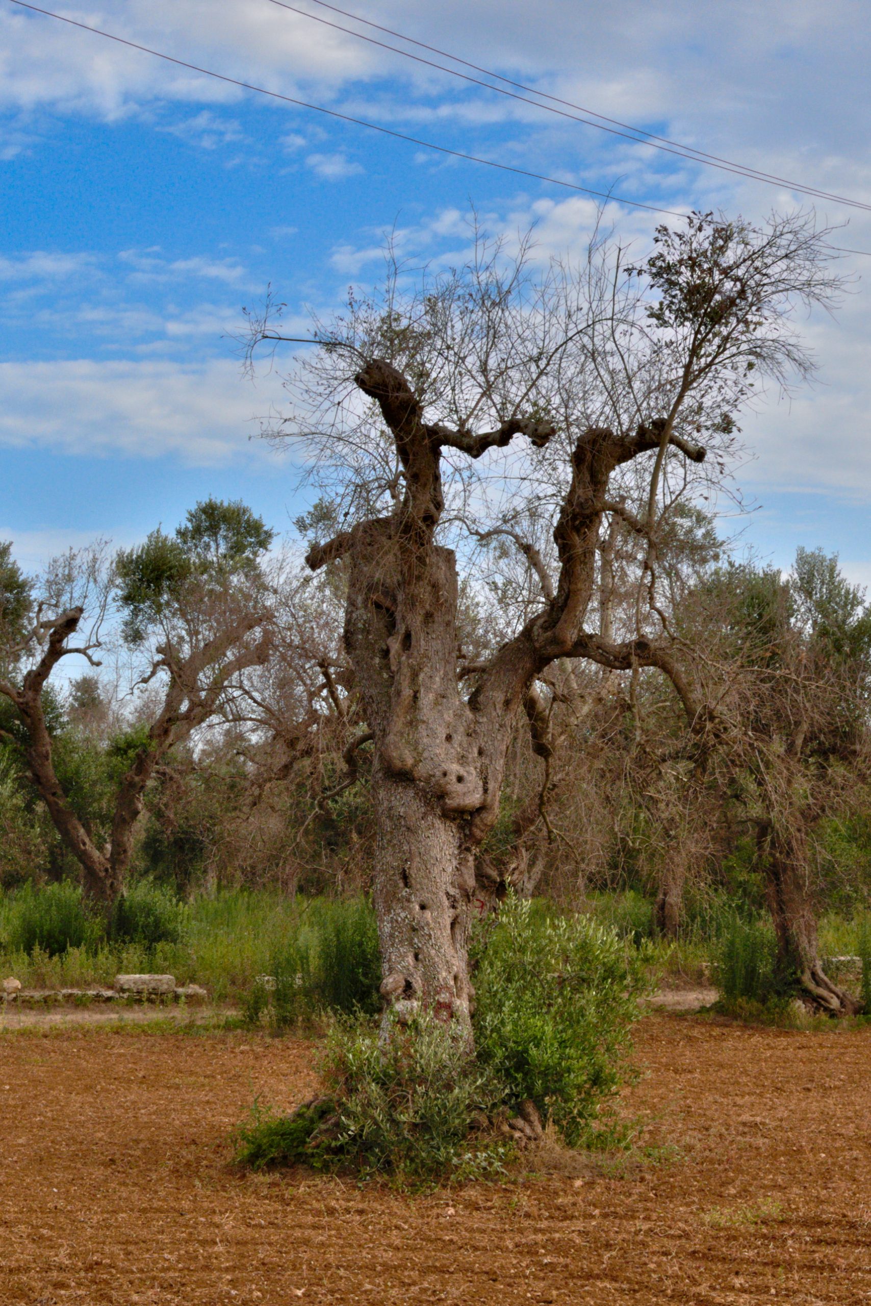 Olive Tree Affected By Xylella Bacterium