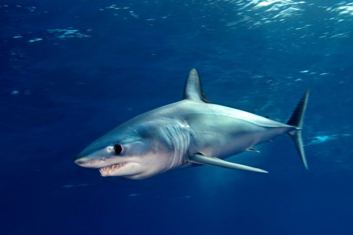 'Great White' spotted off coast of Spain's Mallorca last year turns out ...