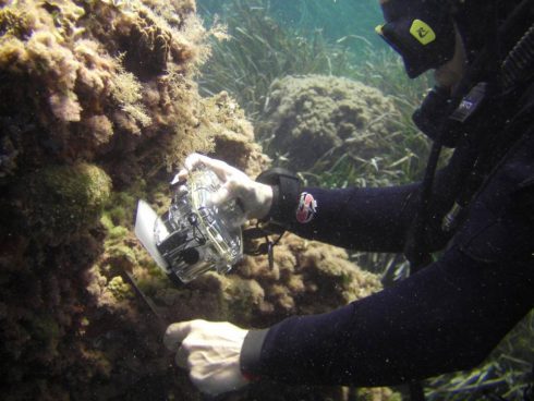 Coral Reefs Are Dying Due To Global Warming In Waters Of Spain  S Costa Blanca