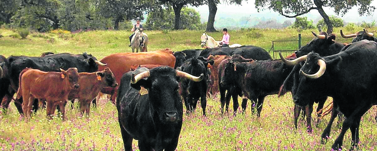 Entre Toros Y Caballos  Cordoba 