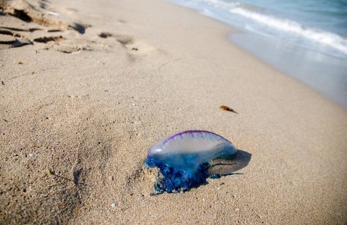 Tourist Beach On Spain  S Costa Blanca Sees Return Of Venemous Stinger That Cleared Local Waters Back In 2018