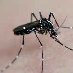 West Nile virus is detected in a Malaga village - as Junta confirms ninth death from mosquito borne disease