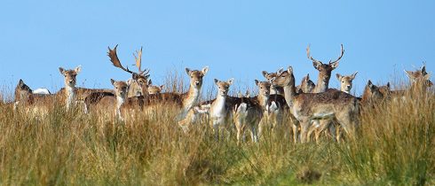 Fallow Deer