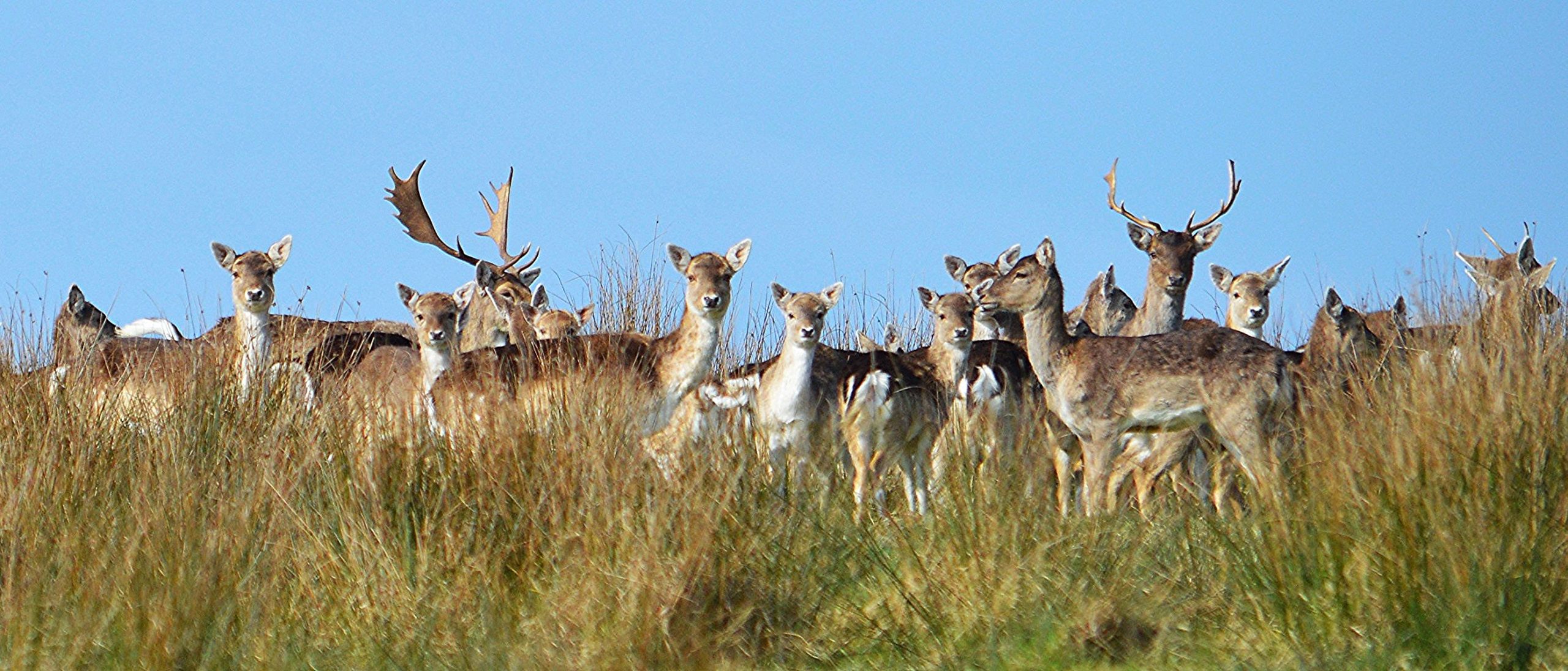 Fallow Deer