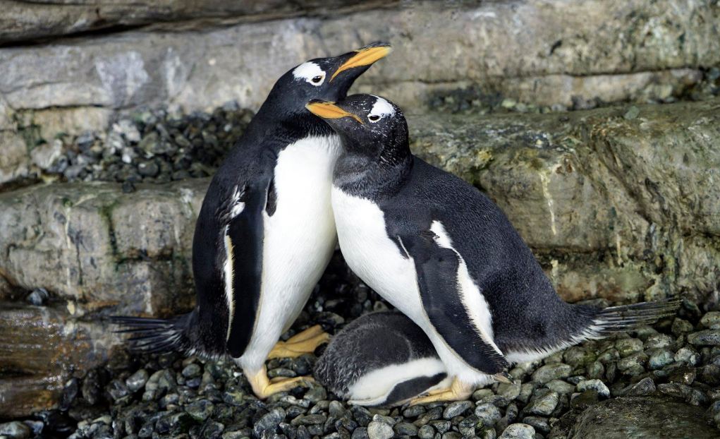 Penguins