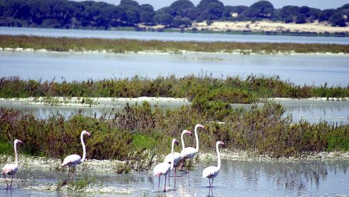 Flamencos Humedales Donana_1400570438_111166160_1200x675