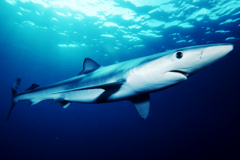 Blue Shark