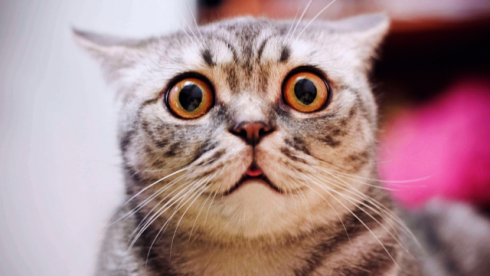 Shocked Cat