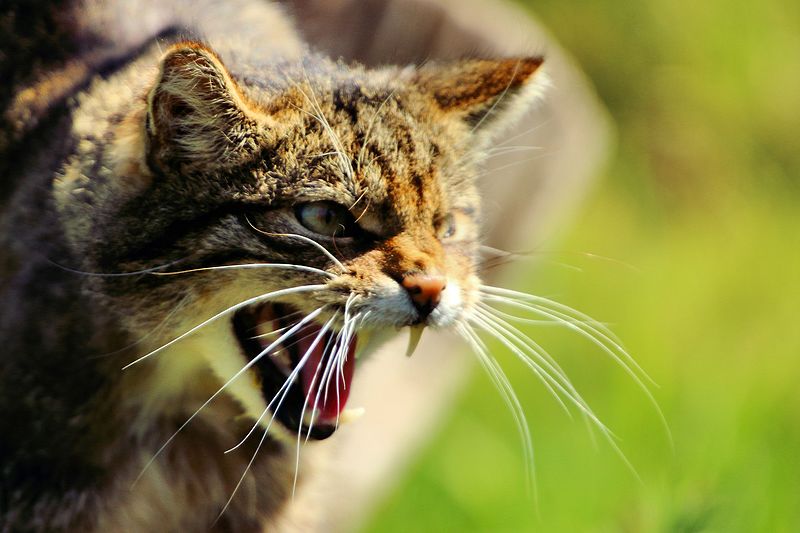 The wild cat of the Iberian Peninsula in ‘pre-extinction’ state