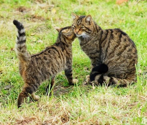 Scottish_wildcat_ _kitten