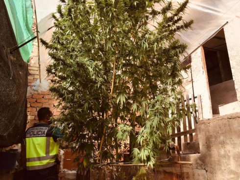 Something In The Air As Sky High Marijuana Plant Is Unconvered In Spain  S Murcia Region