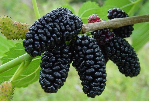 Woman Who Fell On Pavement Due To Mulberry Tree Berries Loses Payout Bid In Spain S Valencia City