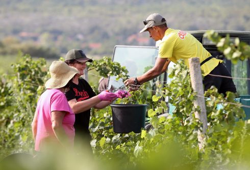 Vineyards were the most abandoned crop in 2020