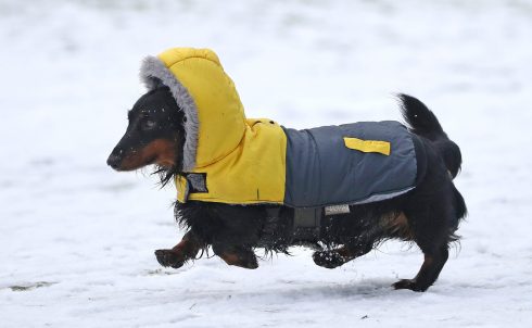 Dogs have a higher tolerance for the cold than humans... but up to a limit