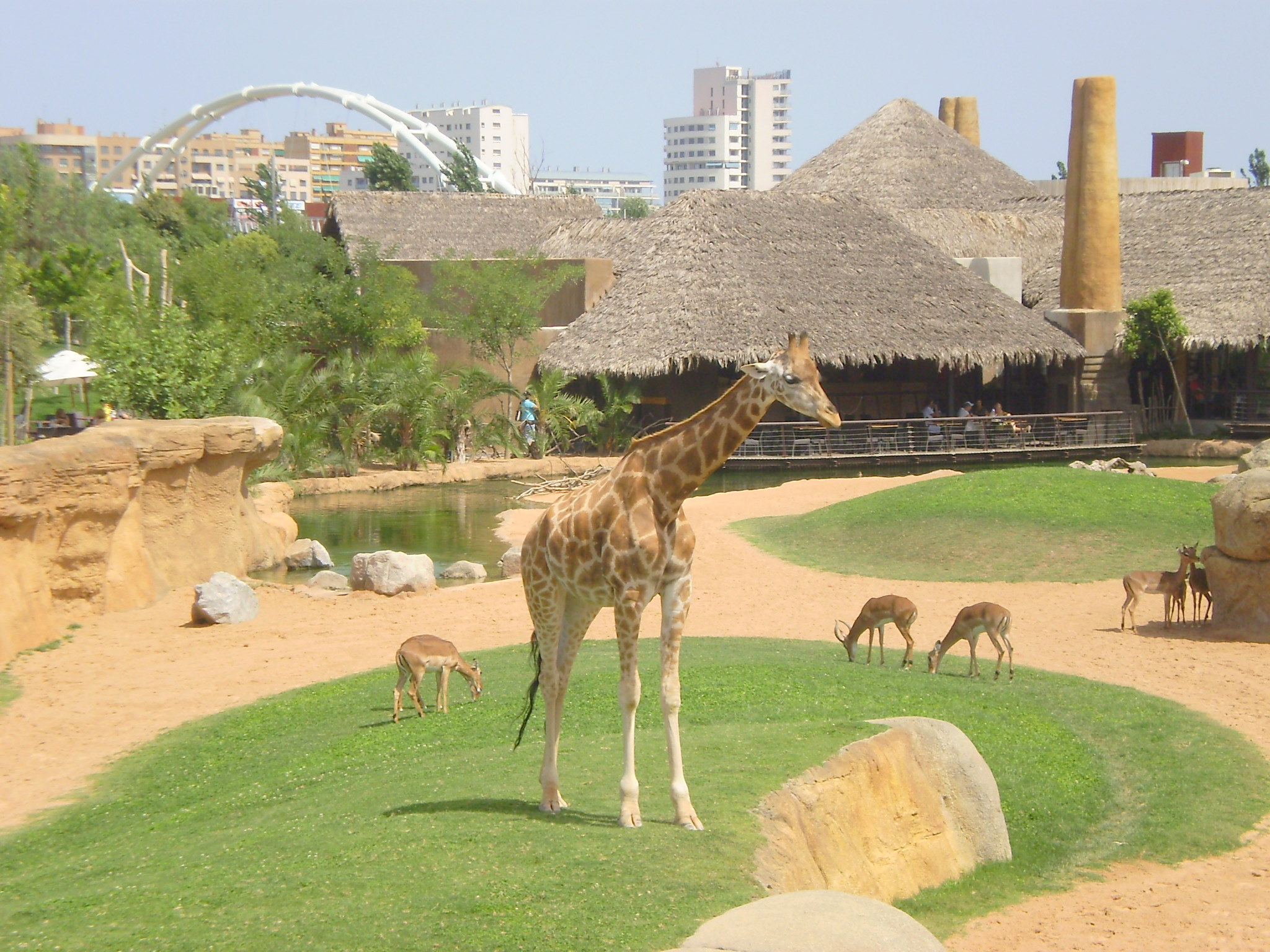 Giraffes at Valencia's Bioparc