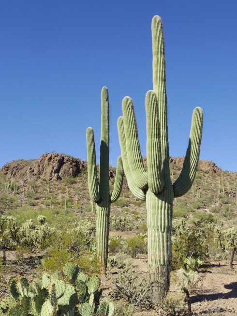 Arizona Cactus 2