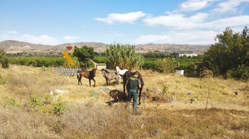 Guardias Civiles Malaga Rescate Animales