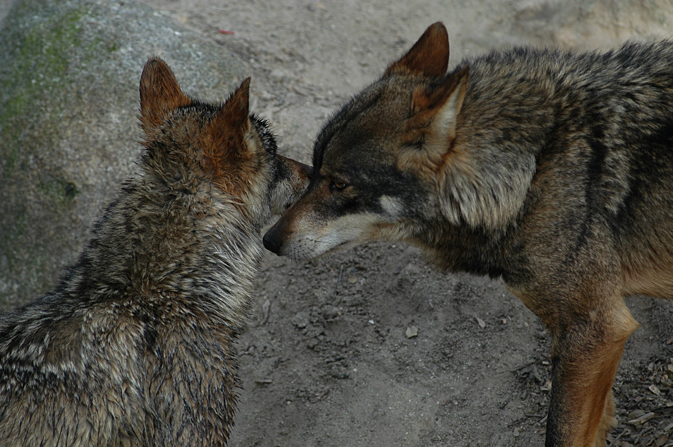 Iberian wolves in the wild