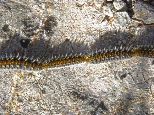 Warning for dog owners: Killer caterpillars are on the move in these areas along Spain's Costa Blanca|