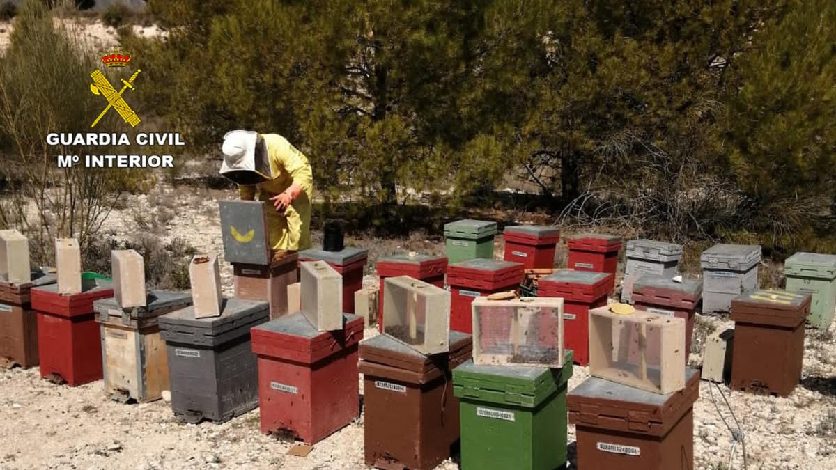 Bee Thief Gets Buzz Out Of Stealing Hives In Spain's Murcia Region And Selling Them Across The Country