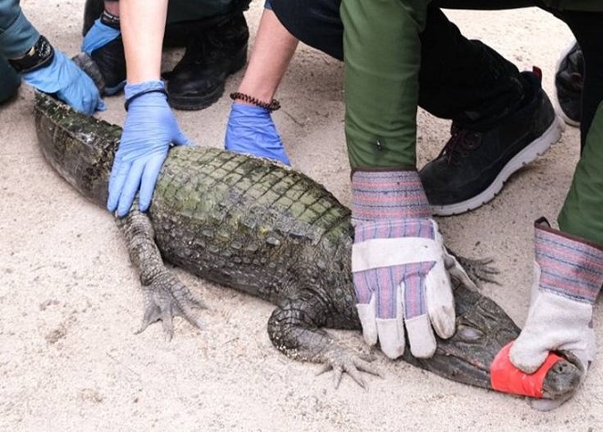 Caiman Rescue Sax