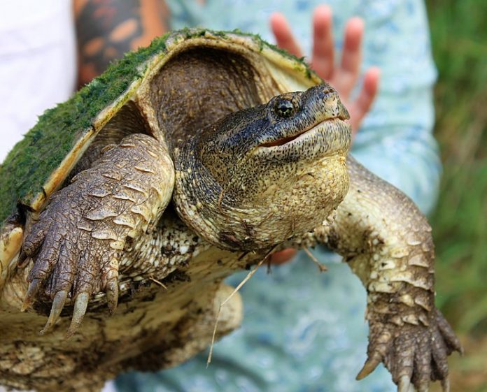 Dangerous exotic turtle found in Spain’s Huelva - Olive Press News Spain