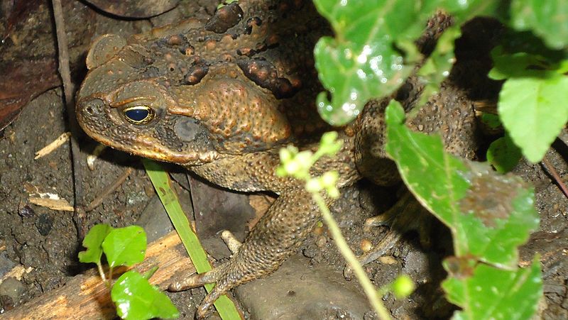 Rhinella Marina (philippines)