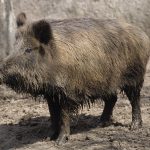 Wild boar numbers surge by 700% in Malaga province raising risk of diseases and cross breeding