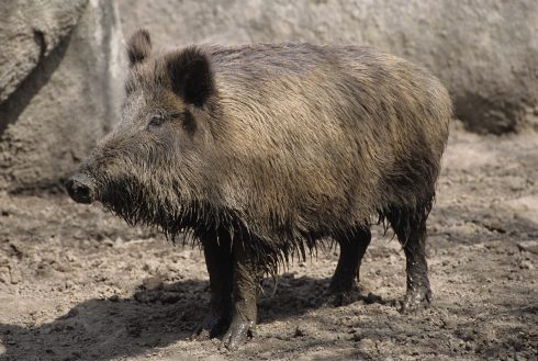 Wild boar numbers surge by 700% in Malaga province raising risk of diseases and cross breeding